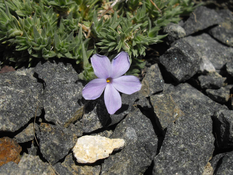 Phlox pulvinata 'Blue' photo